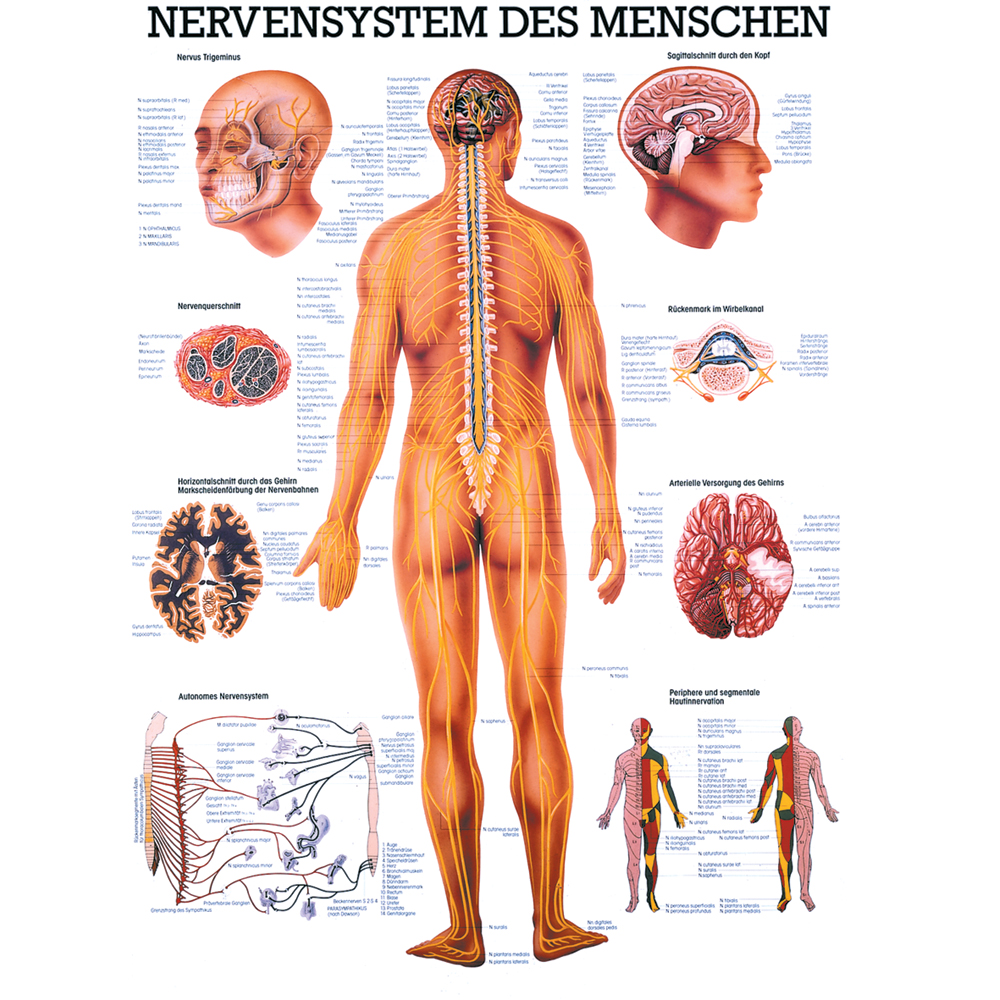 Anatomische Lehrtafel "Das Nervensystem des Menschen"